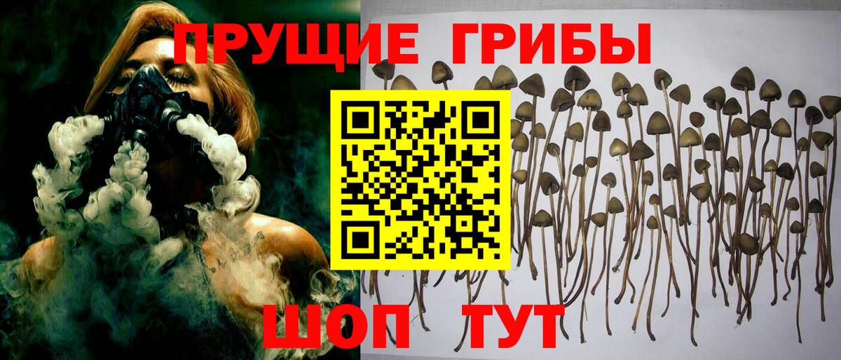 Галлюциногенные грибы Psilocybe Касимов
